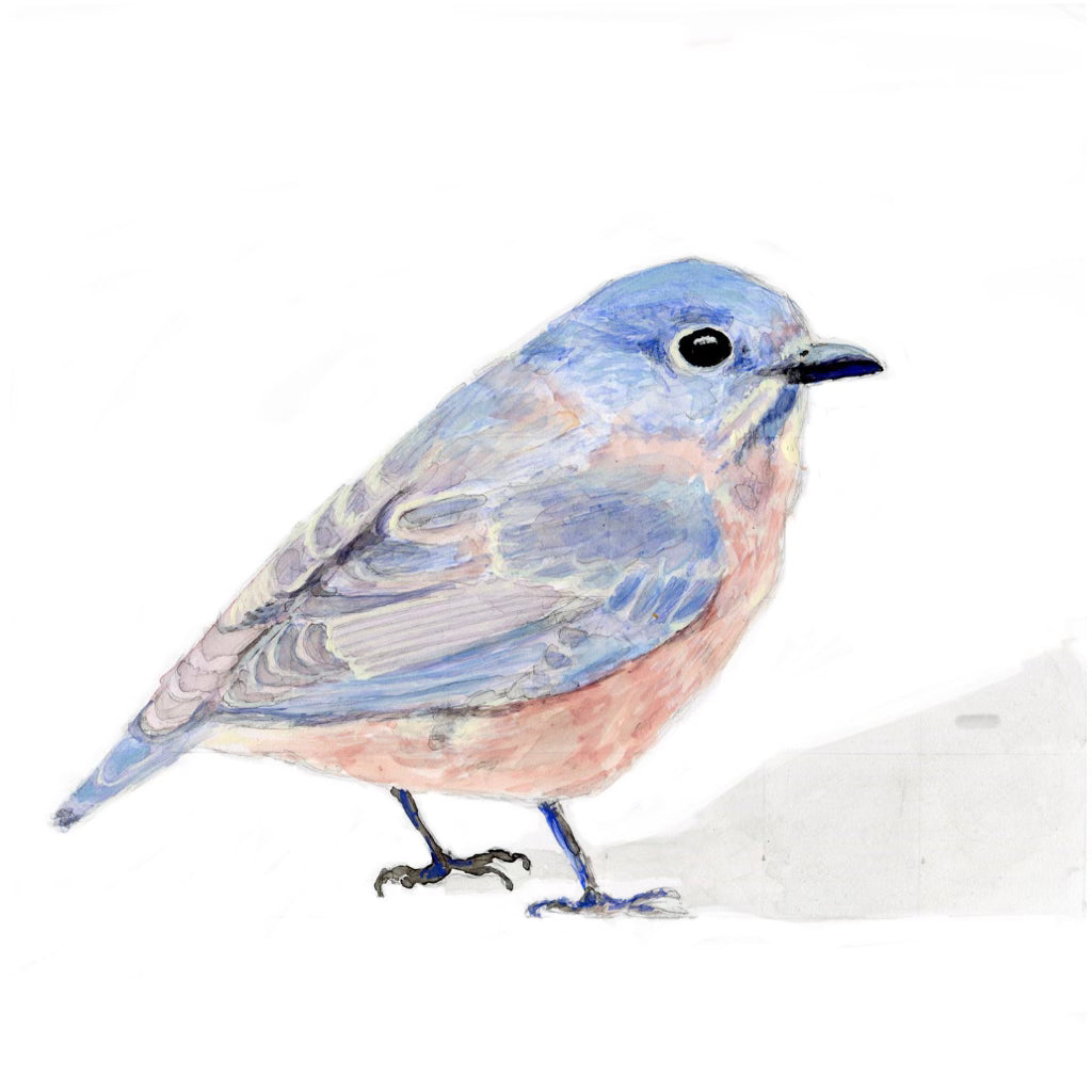 Eastern Bluebird art print