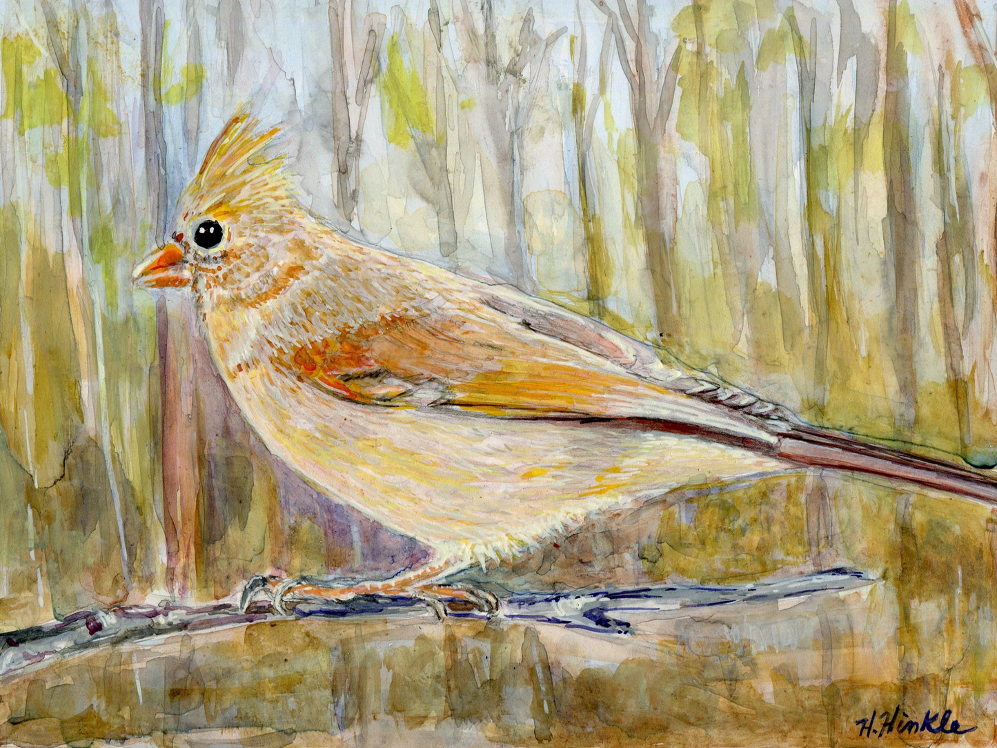 Female Cardinal art print