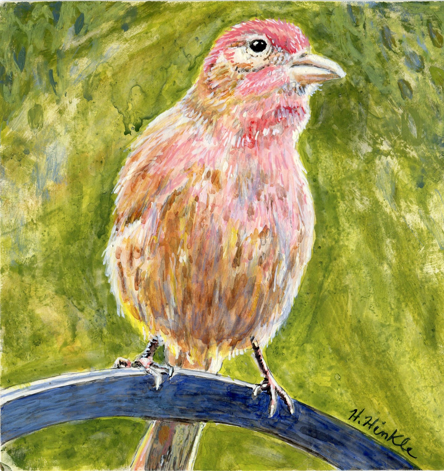 House Finch art print