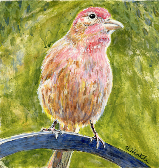 House Finch art print